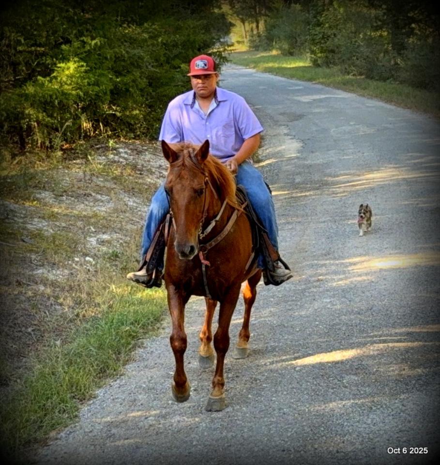 🌹 Meet Missouri – The Mare That Makes Every Ride Feel Like Home 🌹