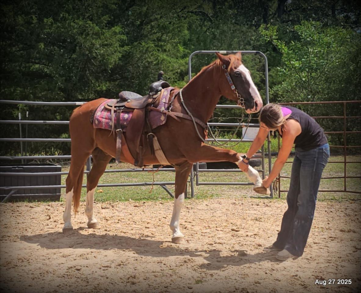 Cooper Amazing Beginners Horse