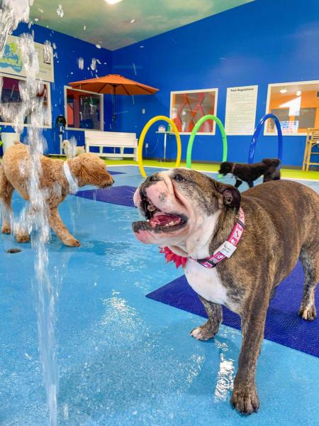 Pet Boarding Services In Sioux Falls SD Smoken Dakota Kennels