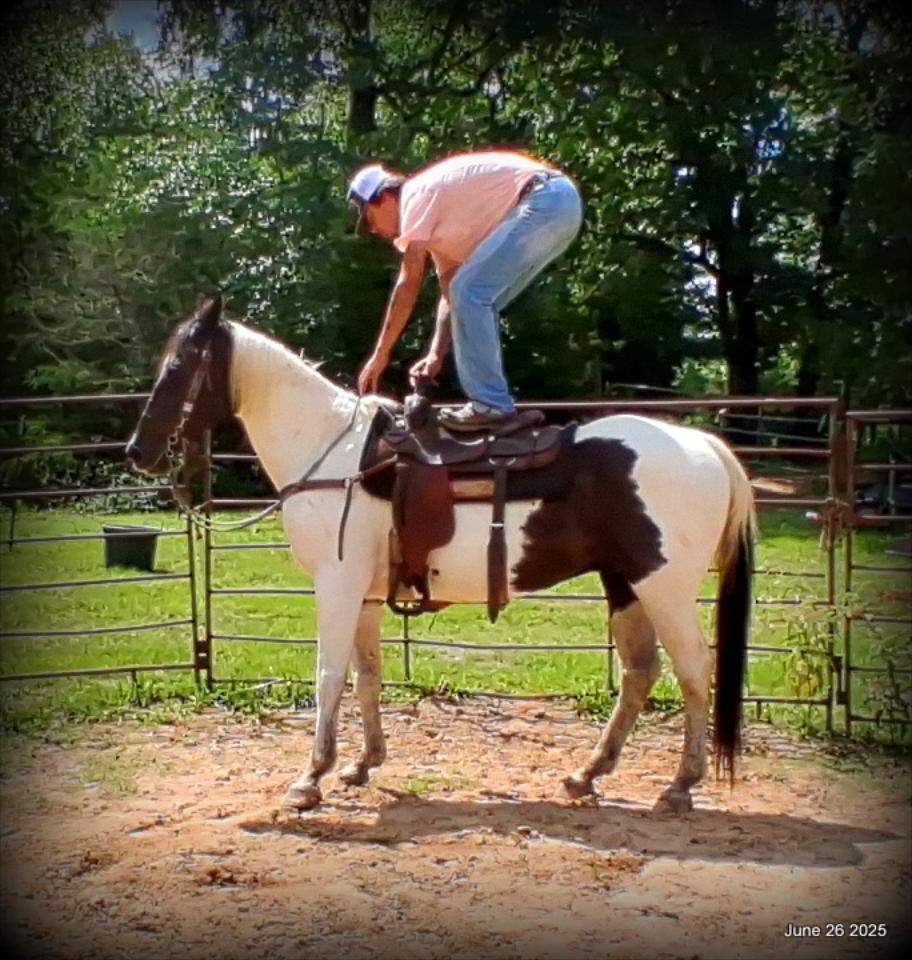 Meet Patrick – The Perfect Family Gelding!