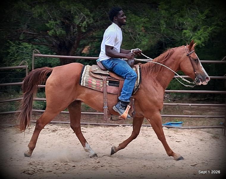 💚🐴 Brandy • Kid Safe, Family Safe & Dependable Quarter Horse Mare💚