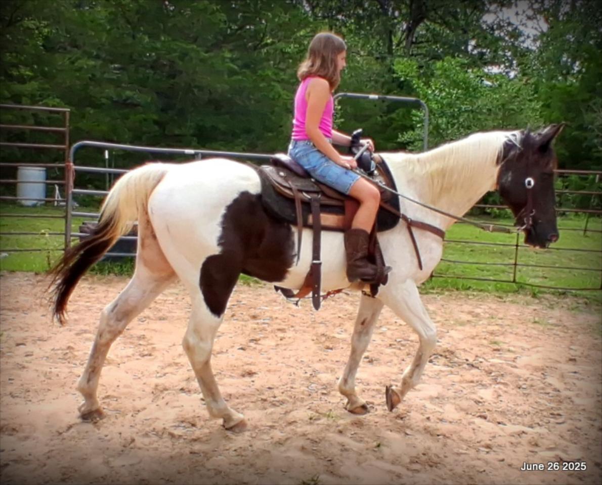 Meet Patrick – The Perfect Family Gelding!