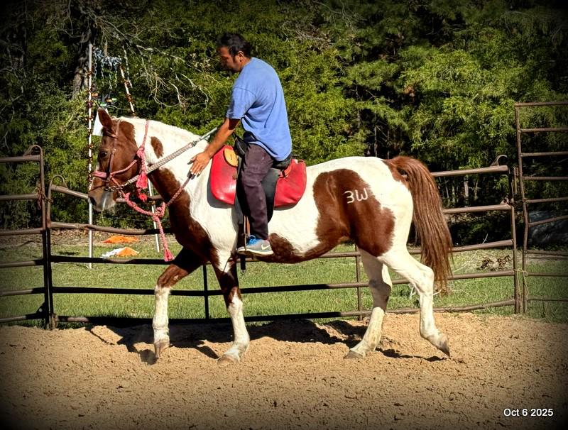 Jazzy – A Warrior Seeking Her Second Chance