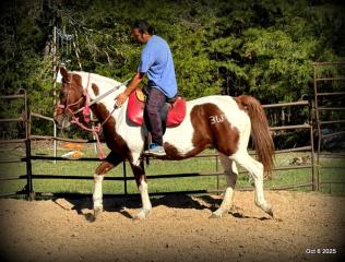 Jazzy – A Warrior Seeking Her Second Chance