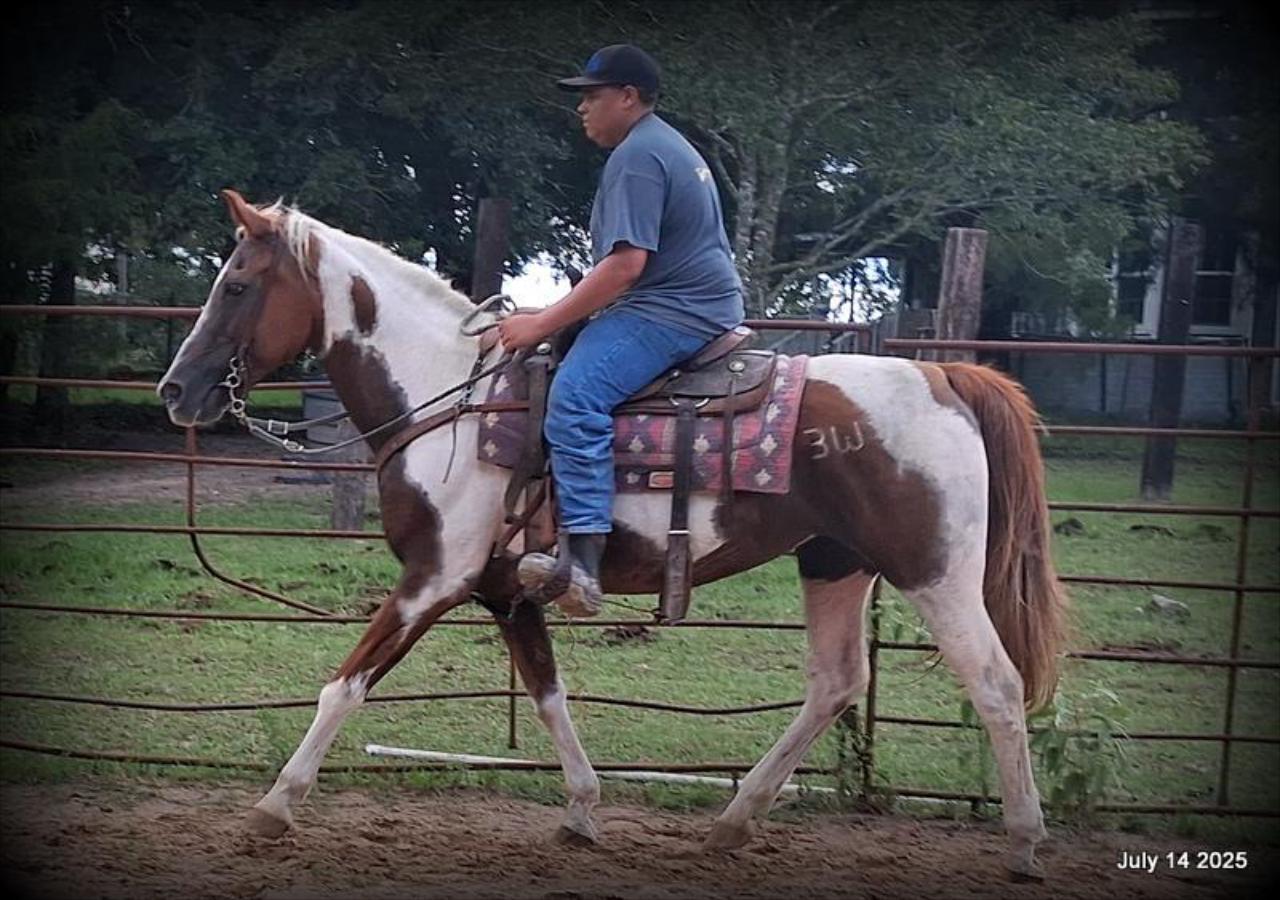 Jazzy – Beautiful Paint Mare with a Heart of Gold