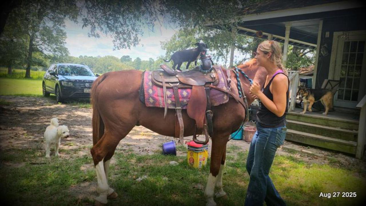 Cooper Amazing Beginners Horse