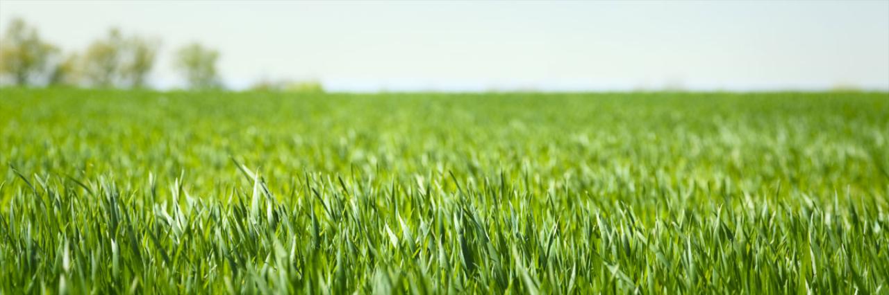 Lawn Care - 5 tips to make your lawn great this spring!