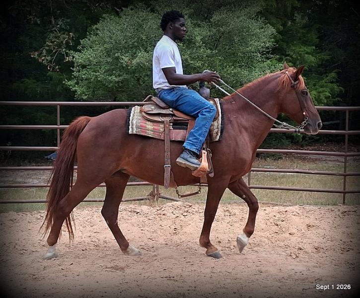 💚🐴 Cricket • Kid Safe & Beginner Safe Family Mare💚