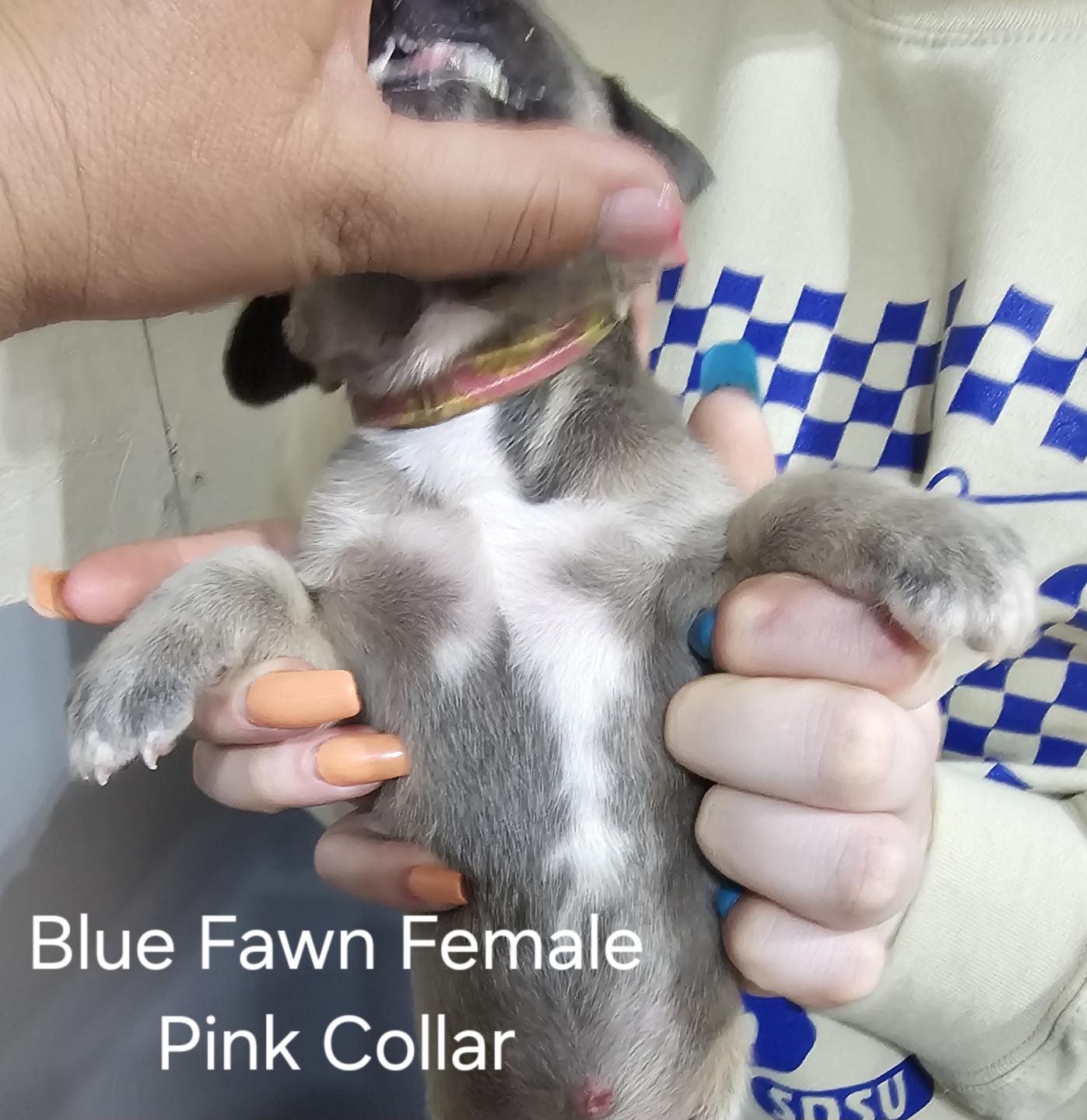 Blue Fawn Female Pink Collar