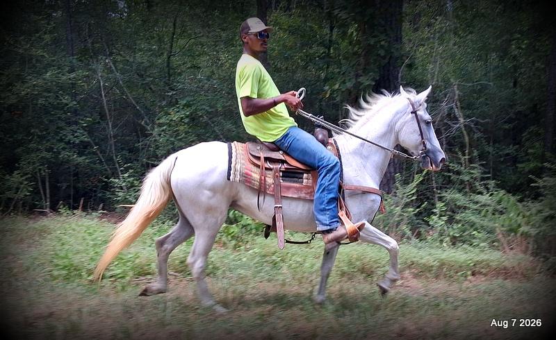 💚Wisp • Beginner Safe, Smooth & Dependable Trail Mare💚