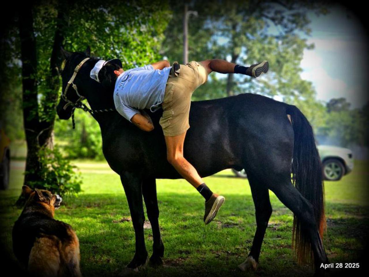 Midnight ***Gentle, Gaited Trail Gelding