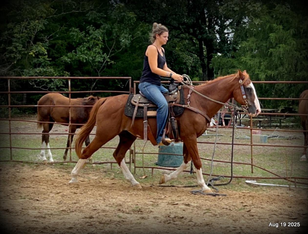 Cooper Amazing Beginners Horse