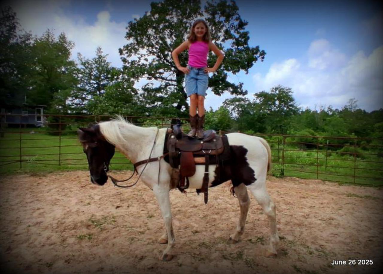 Meet Patrick – The Perfect Family Gelding!