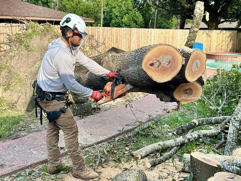 &nbsp;


Tree Service