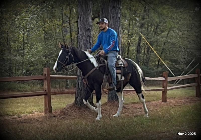 🧡Ragan🧡🎄 ✨ A Christmas Dream Horse Looking for Her Forever Home ✨ 🎄