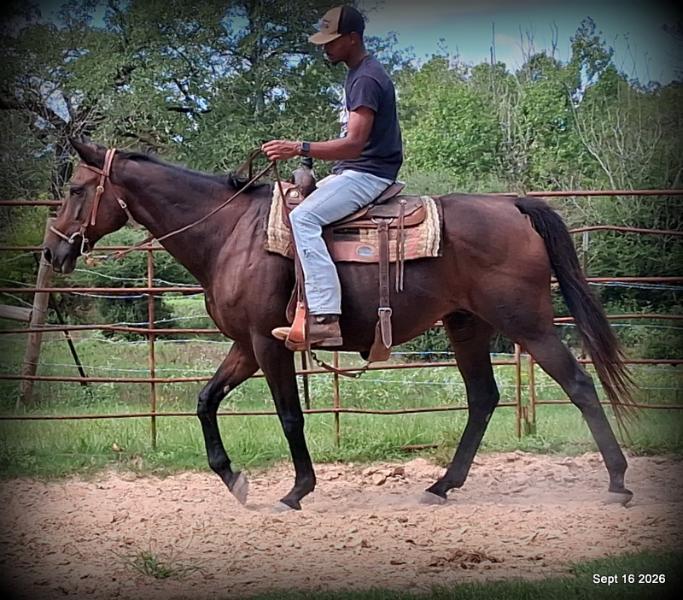 💚 Cat | Kid & Beginner Safe Family Trail Mare