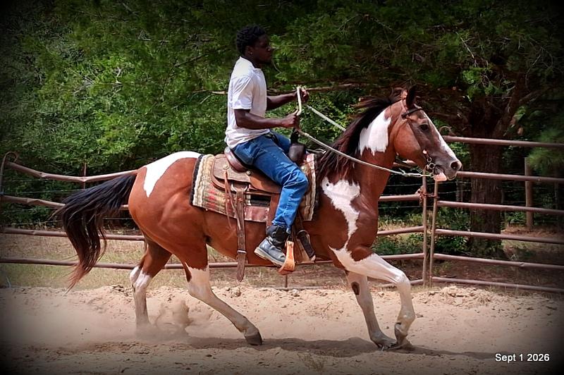 💛 🐴 Milly • Beginner Safe, Confident & Smooth Trail Mare💛