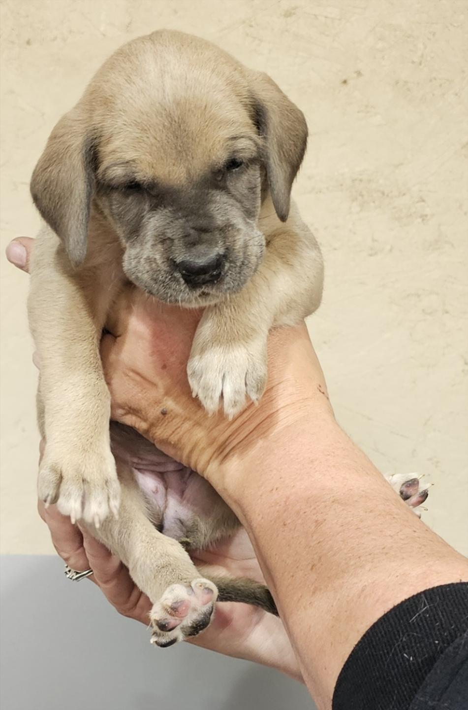 Blue Fawn Female Pink Collar