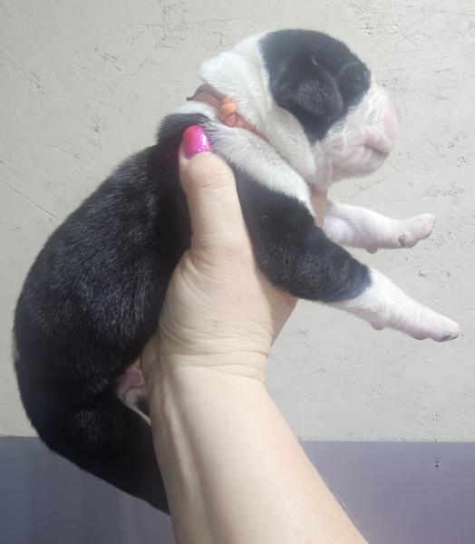 Mantle Male Orange Collar