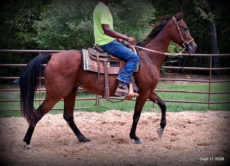 🧡 Jessica’s Beauty | Registered Standardbred Mare🧡
