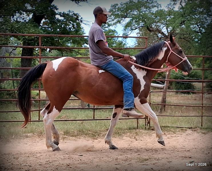 💛 🐴 Milly • Beginner Safe, Confident & Smooth Trail Mare💛