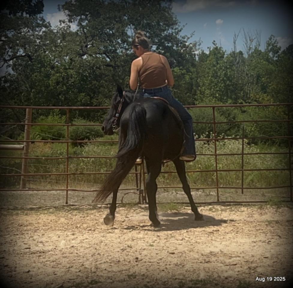 For Sale: Raven – 15-Year-Old Black Mare