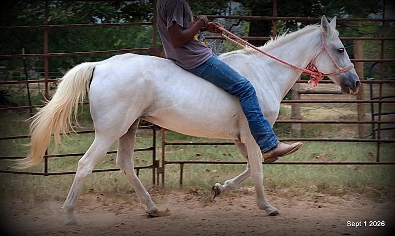 💛 🐴 Wisp • Beginner Safe, Smooth & Gentle Trail Mare 💛