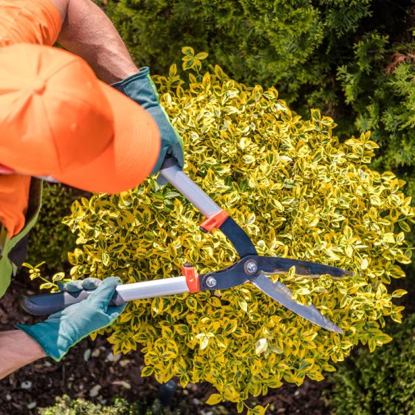 Tree &amp; Shrub Trimming