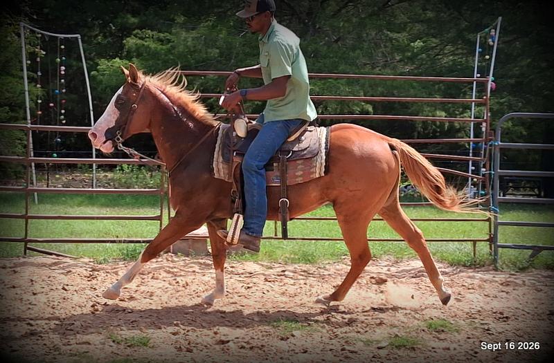 💚 Rocky | Kid-Safe Family Trail Gelding