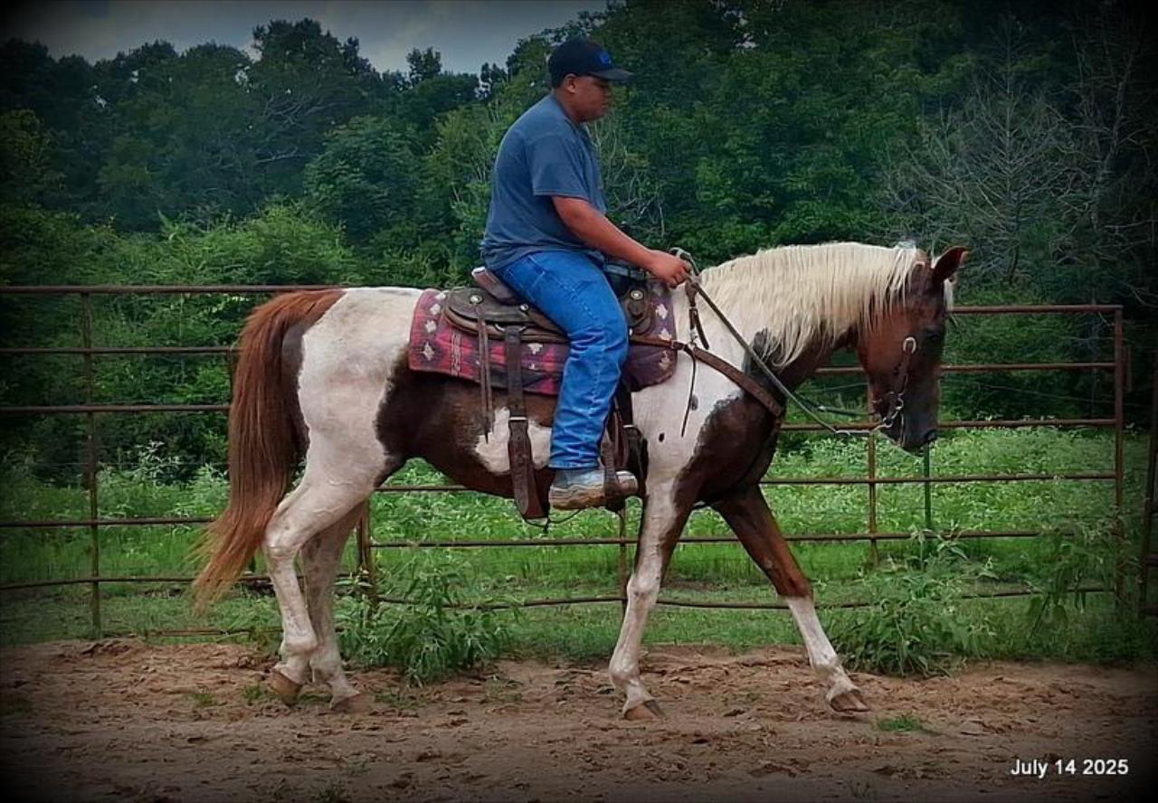 Jazzy – Beautiful Paint Mare with a Heart of Gold