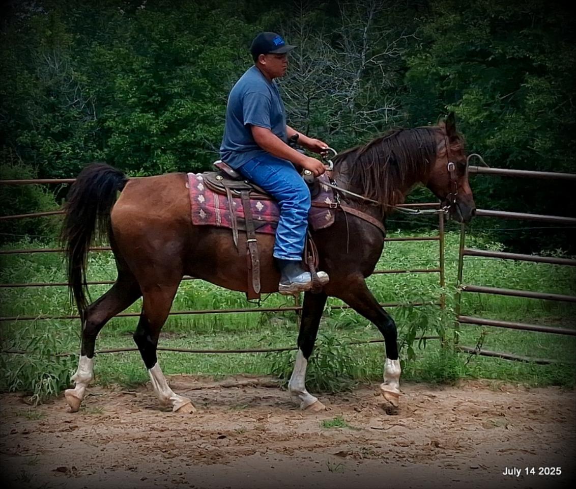 Cash- 11 Year Old Arabian Cross