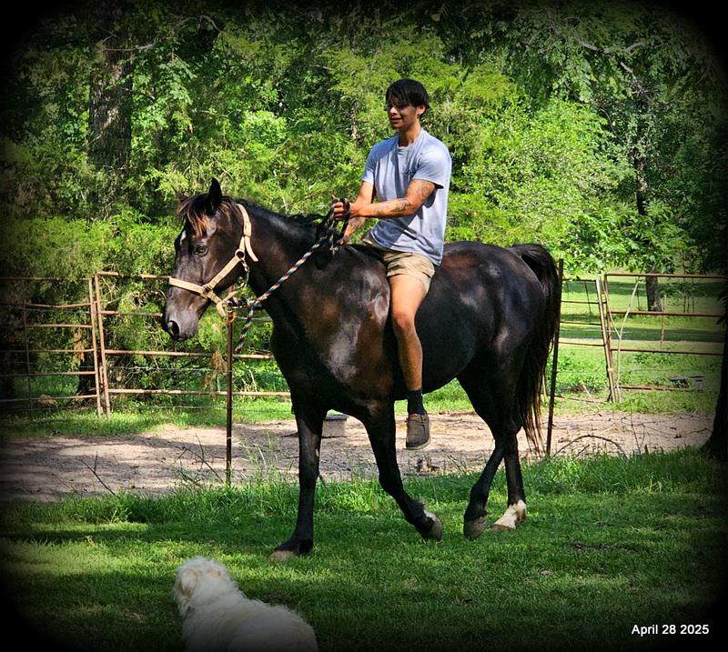 Midnight ***Gentle, Gaited Trail Gelding