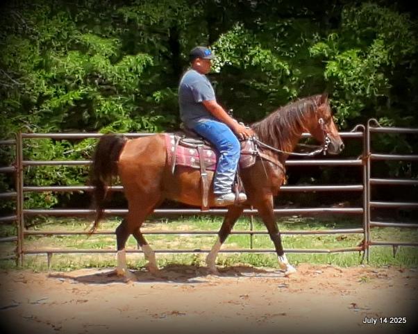 Cash- 11 Year Old Arabian Cross