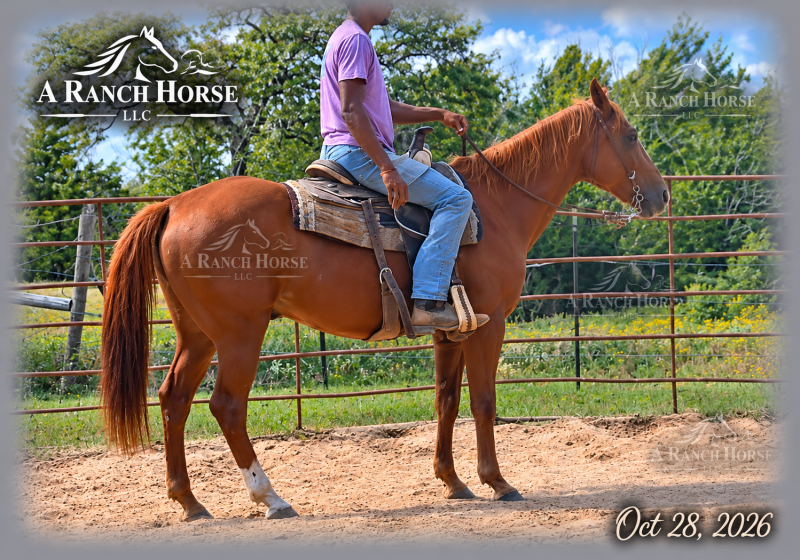 💚 BEAU 💚 THE BEAUTIFUL FAMILY-SAFE TRAIL GELDING