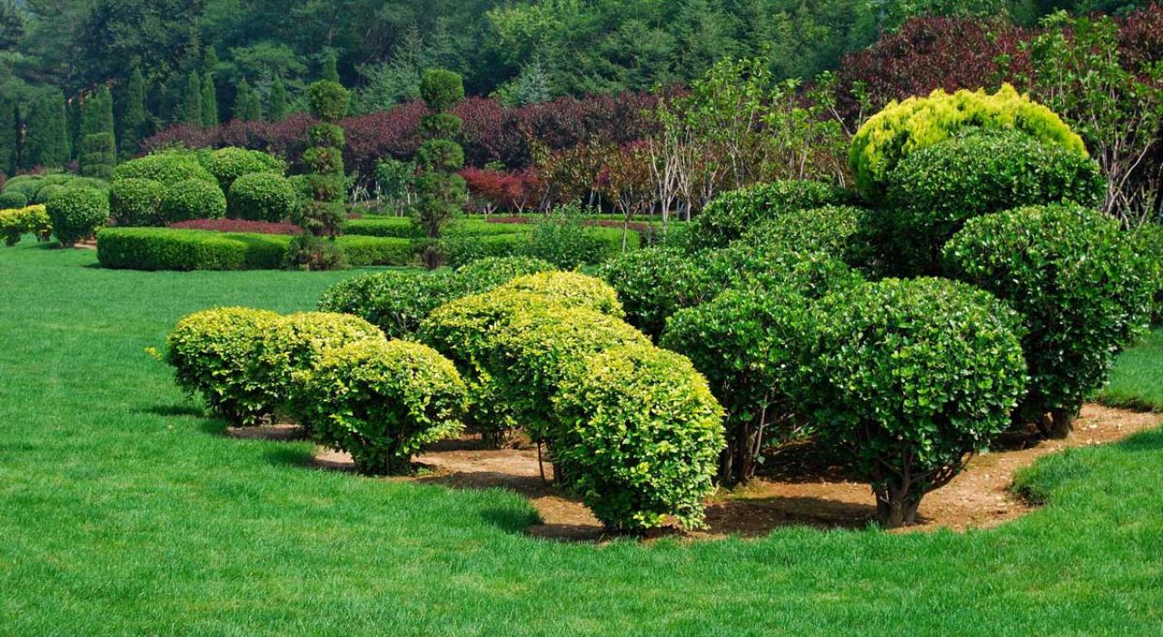 Shrub and Bush Trimming