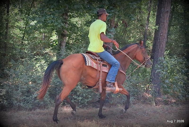 💚Sable • Beginner Safe & Family Safe Mare💚