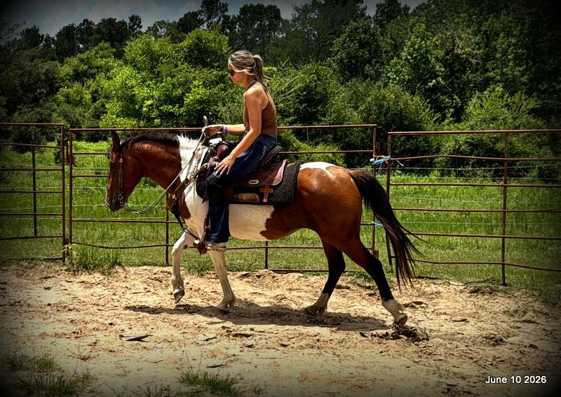 🧡Coca🧡Solid, Sensible Trail Mare 🌟