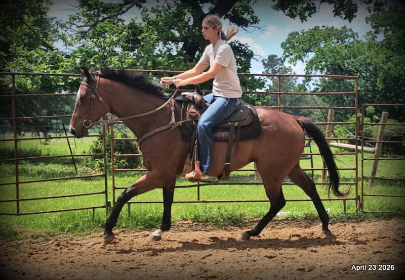 Darylslitlediablo (Diablo)