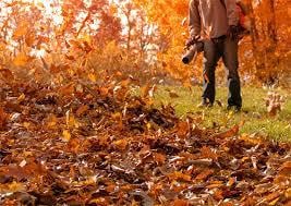 Seasonal Clean-Ups