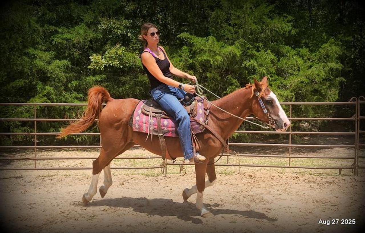 Cooper Amazing Beginners Horse