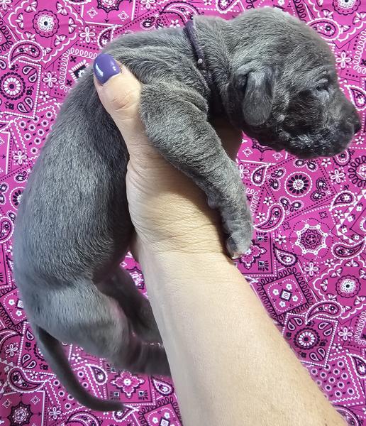 Blue Female Purple Collar