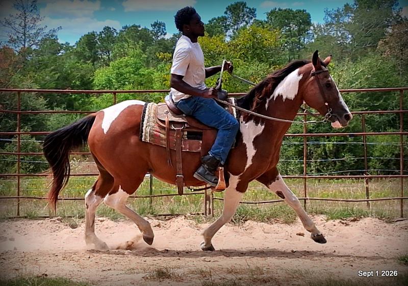 💛 🐴 Milly • Beginner Safe, Confident & Smooth Trail Mare💛