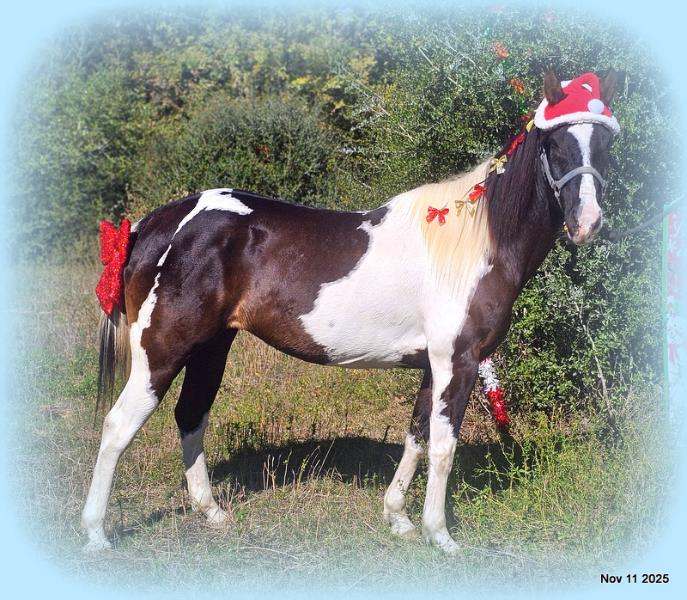 🧡Ragan🧡🎄 ✨ A Christmas Dream Horse Looking for Her Forever Home ✨ 🎄