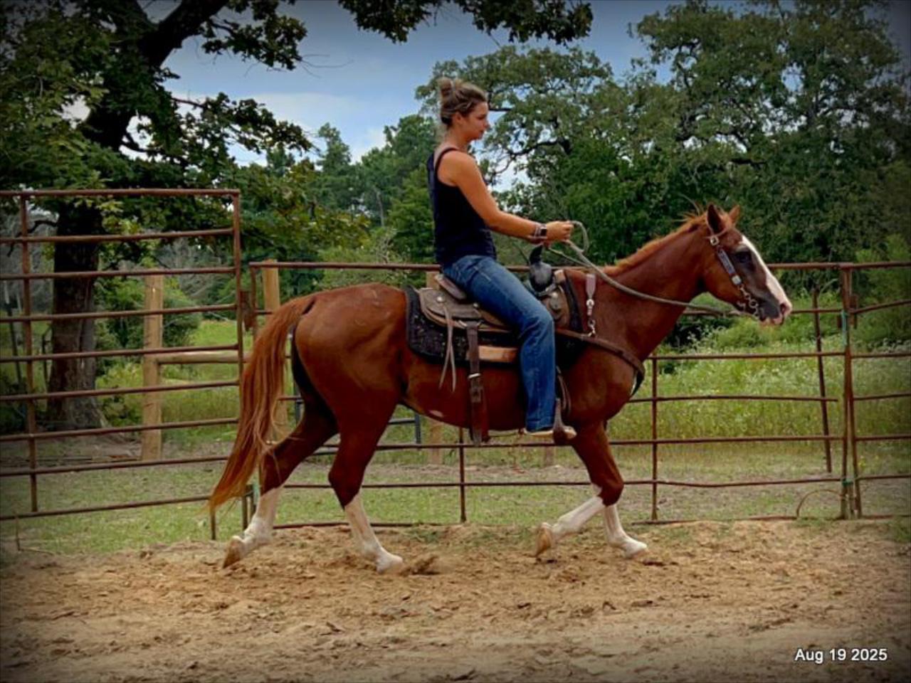 Cooper Amazing Beginners Horse