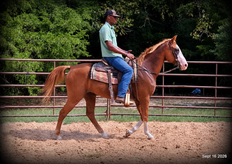 💚 Rocky | Kid-Safe Family Trail Gelding