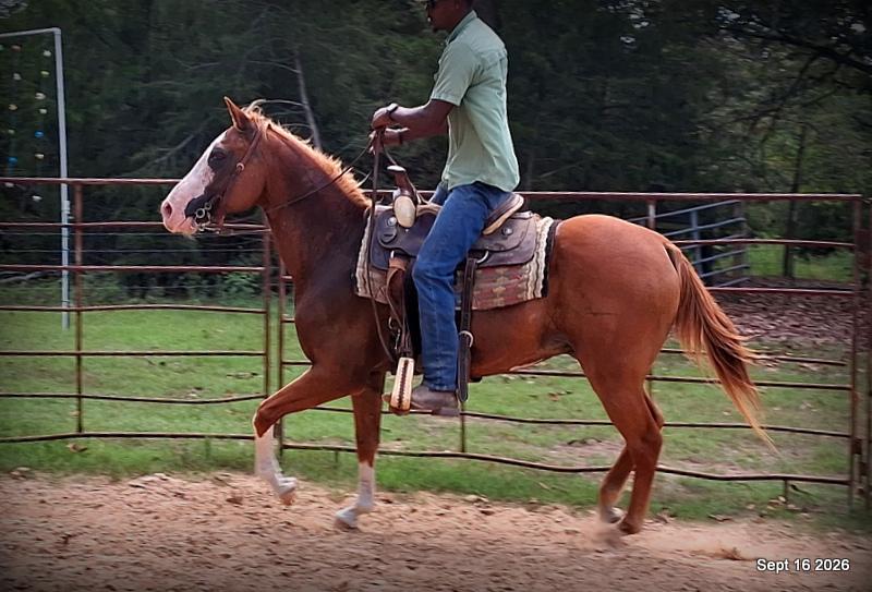 💚 Rocky | Kid-Safe Family Trail Gelding