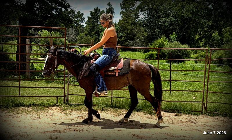 💛Bugs💛Smooth-Gaited Trail Mare 🌟