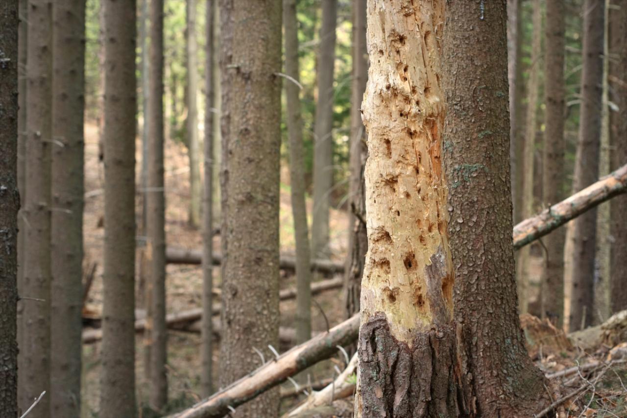 Arbor Elite Tree Company has a professional arborist that deals with all diseases that affect southwest Montana.