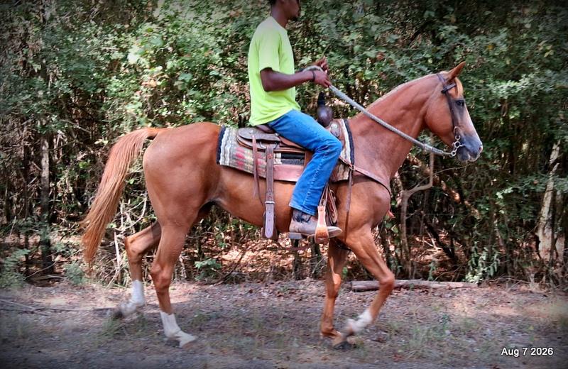 💚Blair • Beginner Safe, Seasoned Trail Mare💚