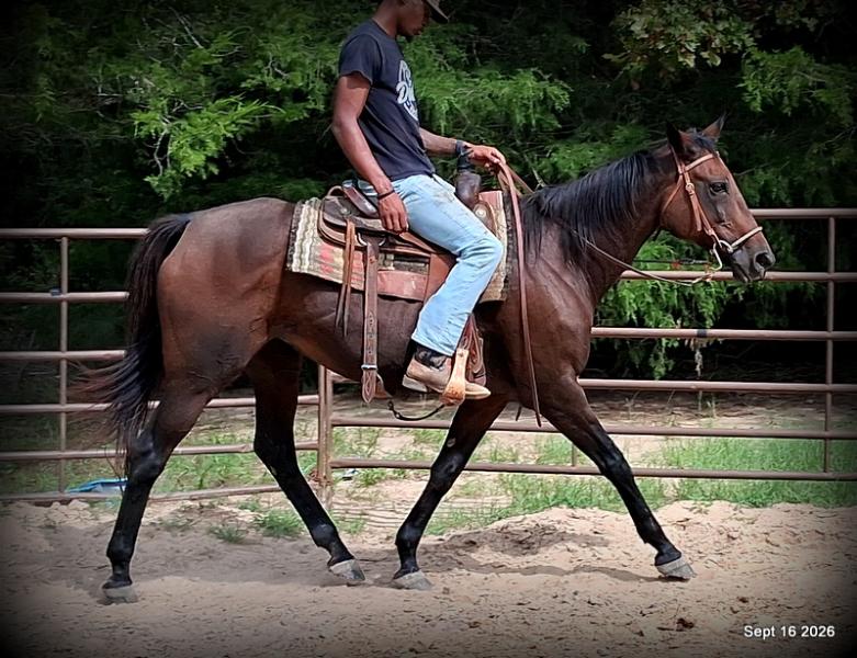 💚 Cat | Kid & Beginner Safe Family Trail Mare